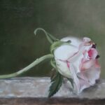Reproduction par sophie darcas